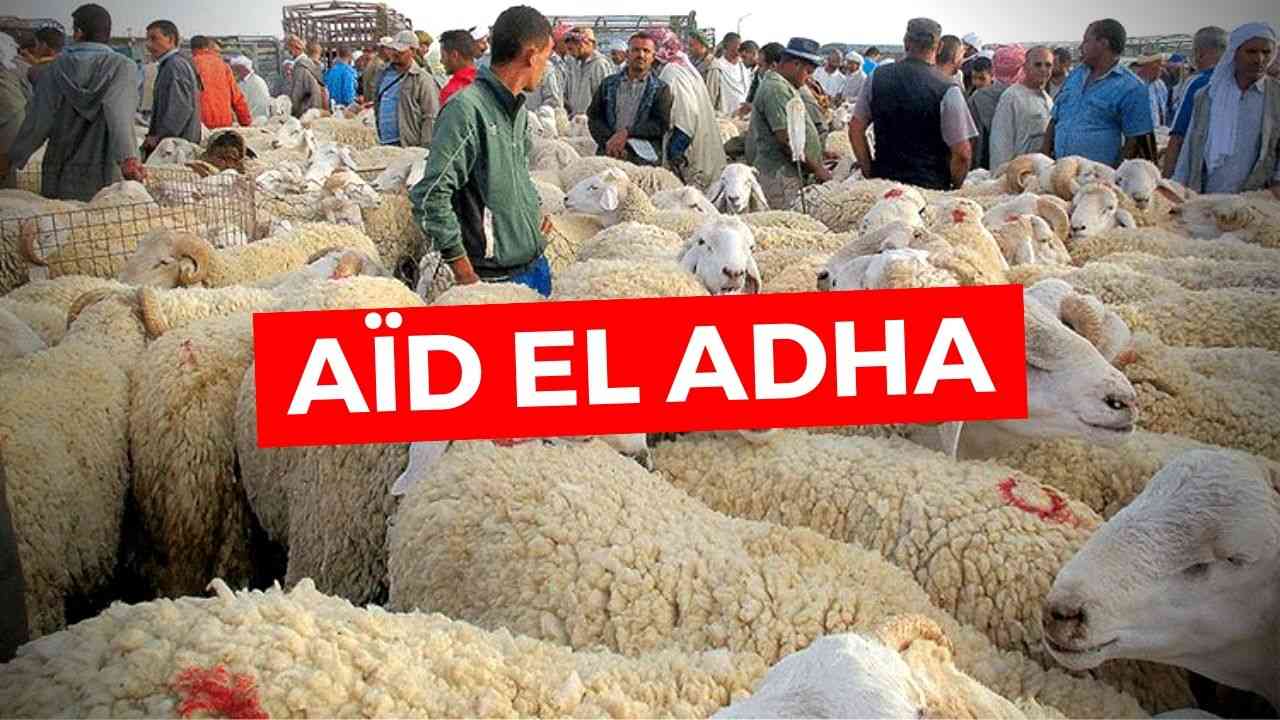 Aid El Adha En Algerie Vers Le Plafonnement Des Prix Du Mouton
